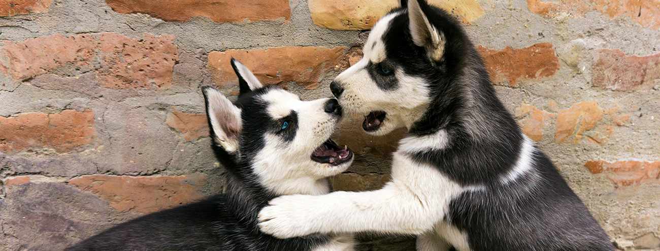 husky puppies playing
